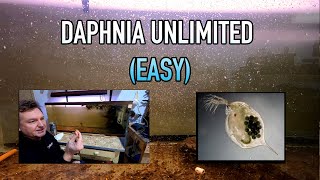 How I Raise Daphnia Water Fleas And You Can Too [upl. by Grimaud]