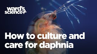 Caring and Culturing for Daphnia [upl. by Slaughter]