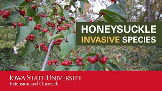 Honeysuckle Invasive Species [upl. by Adara]