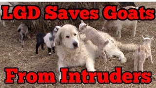 Livestock Guardian Dog Saves Goats From Intruders [upl. by Nage]