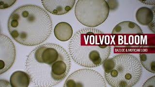 Volvox Bloom  by Motic Europe [upl. by Everrs]