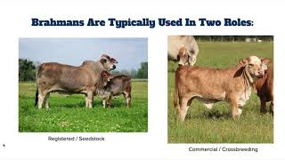 Brahman Cattle A Gameplan for Implementing Brahman Into Your Ranch [upl. by Grearson]