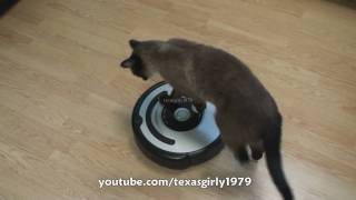 Cat shows HOW TO use iRobot Roomba Vacuum [upl. by Uda980]