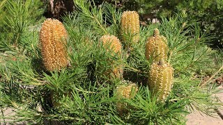 Banksia quotBirthday Candlesquot in bloom Banksia Grandis Coastal [upl. by Kalk]