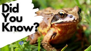 FACTS you should know about COMMON FROGS [upl. by Yhpos337]