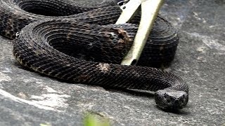 Rattlesnake Hunting Season 2018 Pennsylvania Opening Day Leatherwood Outdoors [upl. by Dawes]