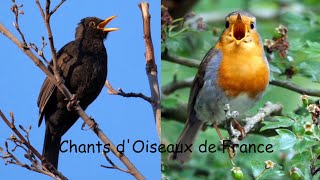 CHANTS dOISEAUX de FRANCE 30 chants [upl. by Neelav888]