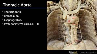 Posterior Mediastinum Dissection Supplement  Arteries [upl. by Zina658]