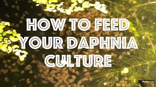 How To Feed Your Daphnia Culture [upl. by Mcdermott354]