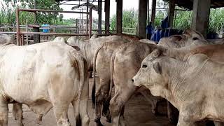 Purebred Brahman in the Philippines [upl. by Paco]