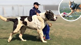 These Are 10 Best Livestock Guardian Dog Breeds [upl. by Rialc730]