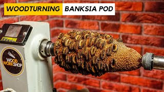 Woodturning Banksia Pod [upl. by Aneleh]