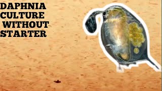 HOW TO CULTURE DAPHNIA NATURALLY WITHOUT A STARTER [upl. by Thedric612]