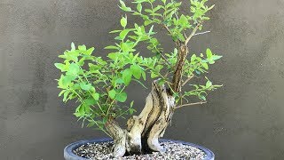 Honeysuckle Bonsai  Update from 2018 [upl. by Arahas]