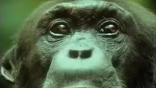 Chimpanzees Team Up to Attack a Monkey in the Wild  BBC Studios [upl. by Asfah903]