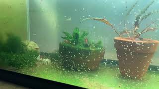 Daphnia Culturing Snails or no snails [upl. by Legir354]