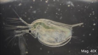 Daphnia magna under the Microscope [upl. by Lihka]