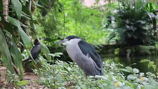 2 HORAS com Sons da Natureza Pássaros Água Corrente Riacho HD [upl. by Yesllek]