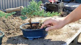 Bonsai Basics  Watering your Bonsai Tree [upl. by Anaizit577]