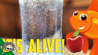 How to culture Vinegar Eels The EASY Way Live Fish Food [upl. by Llerrem]