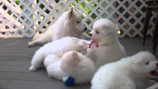 Samoyed puppies 37 Days old  quotmannersquot [upl. by Isabelle889]