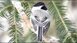 Mésange chant et cri  Chickadee song and call [upl. by Ymmit159]