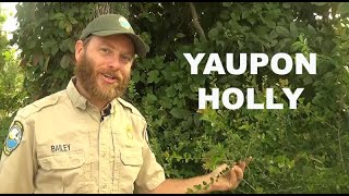 Yaupon Holly Nature at Florida Caverns [upl. by Leshia]