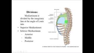 Anatomy of MEDIASTINUM  Dr Yusuf [upl. by Annoirb]