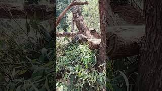 Healesville Sanctuary koalas [upl. by Ailima169]