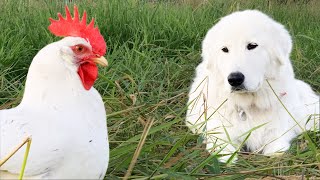 You Want This Dog Guarding Your Birds  Maremma Livestock Guardian Dog [upl. by Yroj]