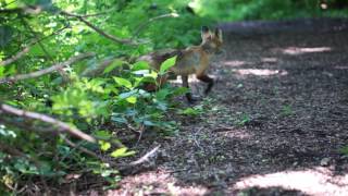 Red fox at Kissena Park New York [upl. by Rozella785]