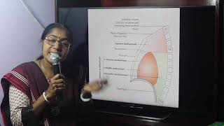 Lecture On Mediastinum [upl. by Ademordna]