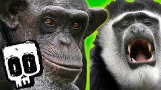 Chimp Vs Colobus Battle  Deadliest Showdowns  BBC Earth Unplugged [upl. by Ettennan]