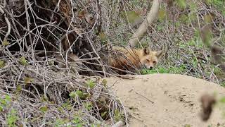 Red fox family 1 parent with 3 pubs at Kissena Park New York City [upl. by Adnorrahs56]