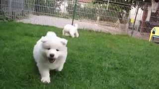 Samoyed puppies 6 weeks old [upl. by Enylcaj]