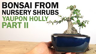 Creating a Bonsai from Nursery Shrubs Part II  Yaupon Holly [upl. by Isewk]