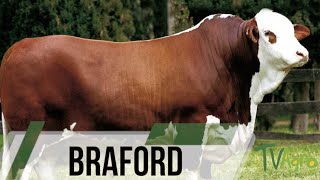 Braford cattle alternative for meat production  TvAgro by Juan Gonzalo Angel [upl. by Hplodur]