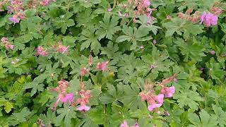 Bodembedekker planten Geranium macrorrhizum Spessart Ooievaarsbek [upl. by Akcir]