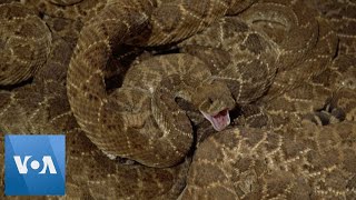 Annual Rattlesnake Roundup Takes Place in Texas [upl. by Llertnov551]