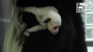 Baby Colobus Monkey Waiting for Warm Weather  Cincinnati Zoo [upl. by Sacttler184]