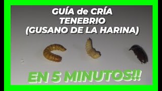 CRIAR GUSANO de la HARINA TE LO EXPLICO EN 5 MINUTOS🚀 [upl. by Elane768]