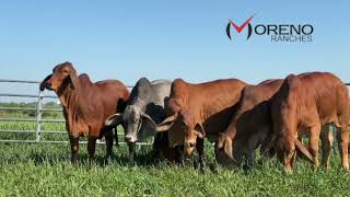 How Brahman Cattle Thrive at Moreno Ranches [upl. by Akemehc]