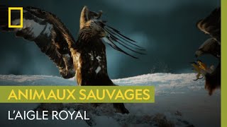 Majestueux aigle royal [upl. by Burman]