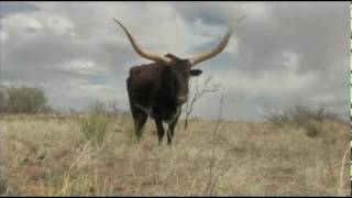 Worlds longest Watusi X Longhorn horns You decide [upl. by Artamas815]