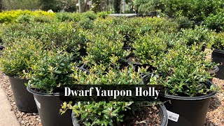 Dwarf Yaupon Holly [upl. by Ocir967]