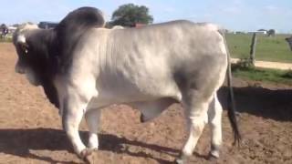 Powerful JDH 2yr old Brahman bulls [upl. by Halsy]