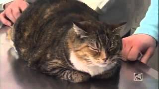 Caring for Your Diabetic Cat Part 2  Treatment [upl. by Yenffad]