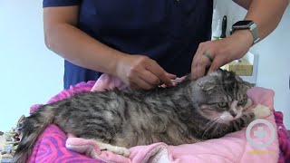 How to Administer Insulin to Your Cat at Home [upl. by Nnylyam]