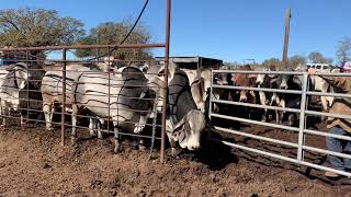 Gentle Brahman Bulls ready for the ladies [upl. by Yeldahc]