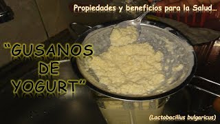 GUSANOS DE YOGURT  PROPIEDADES Y BENEFICIOS PARA LA SALUD [upl. by Adnanref]